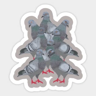 Pigeons Sticker